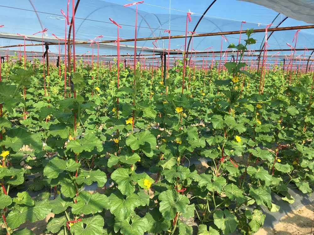 说起哈密瓜,很多人都不明白哈密瓜究竟是一种水果的品种名字,还是生长