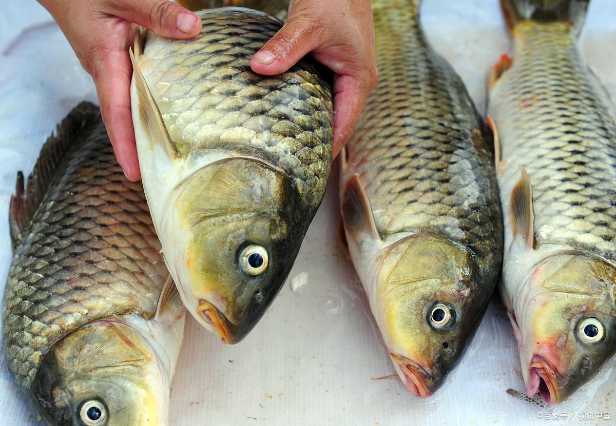 "火箭鱼"来袭,草鱼一斤涨了10元,失控的鱼价原因是什么?