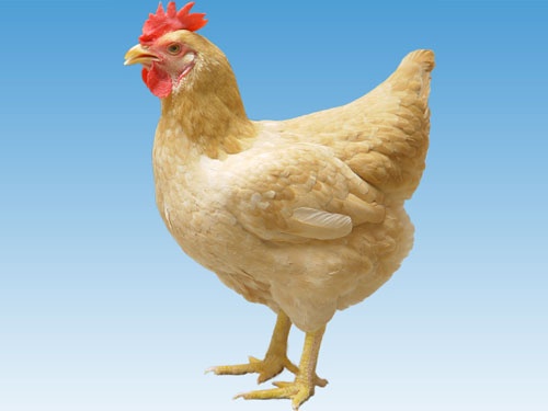 你真的了解杏花鸡吗?给大家科普一下