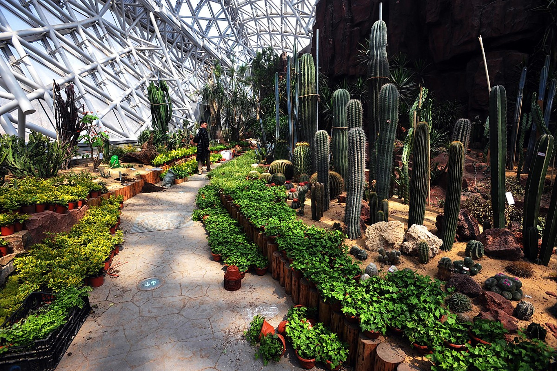 动态优创月#天津热带植物观光园,亚洲最大室内植物园,位于天津市.