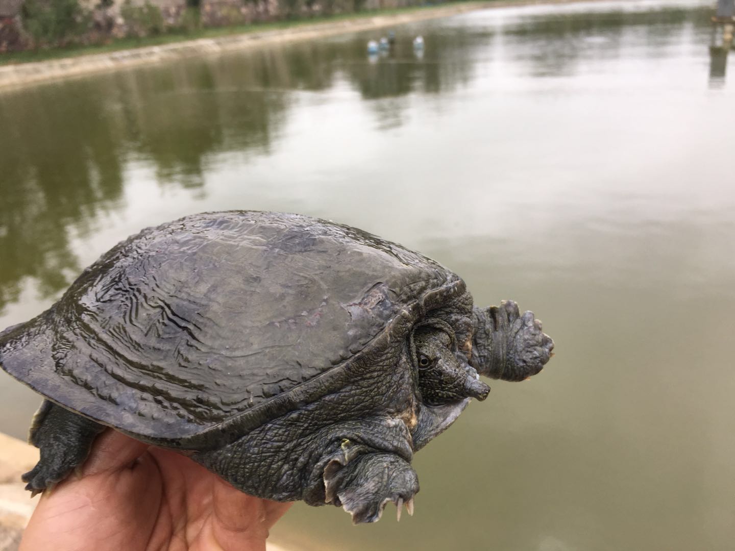 混养模式下甲鱼穿孔病如何防治?