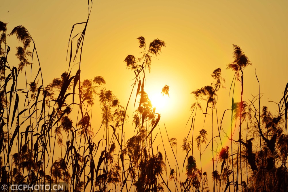 南京:落日辉映芦花美