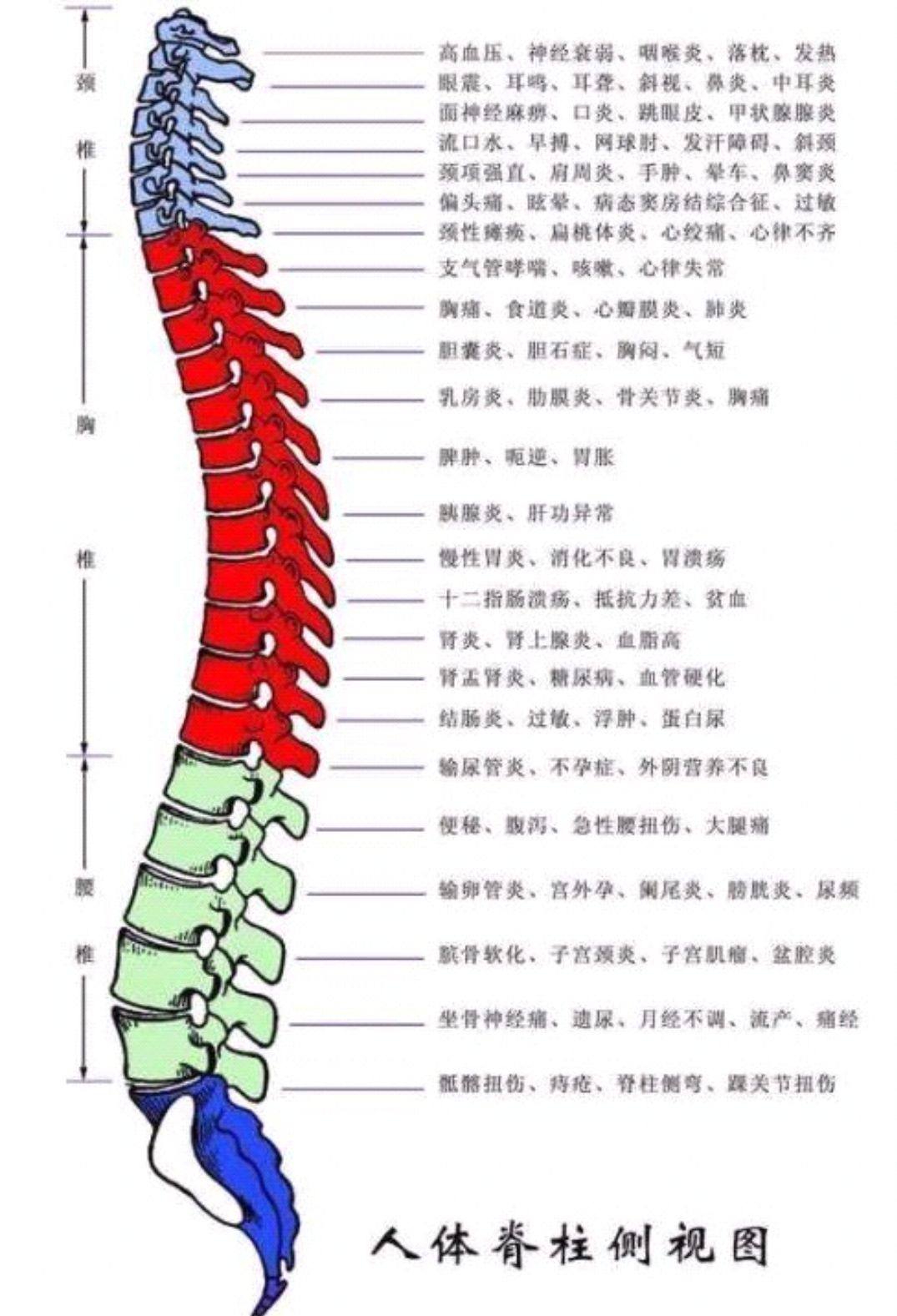 脊柱不是直的,而是有四个正常生理弯曲?