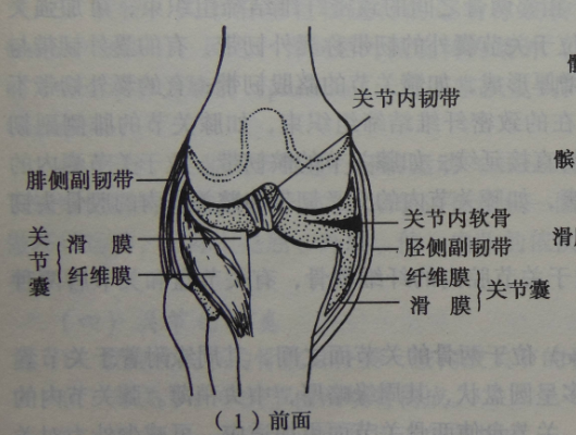 膝关节滑膜位置图图片