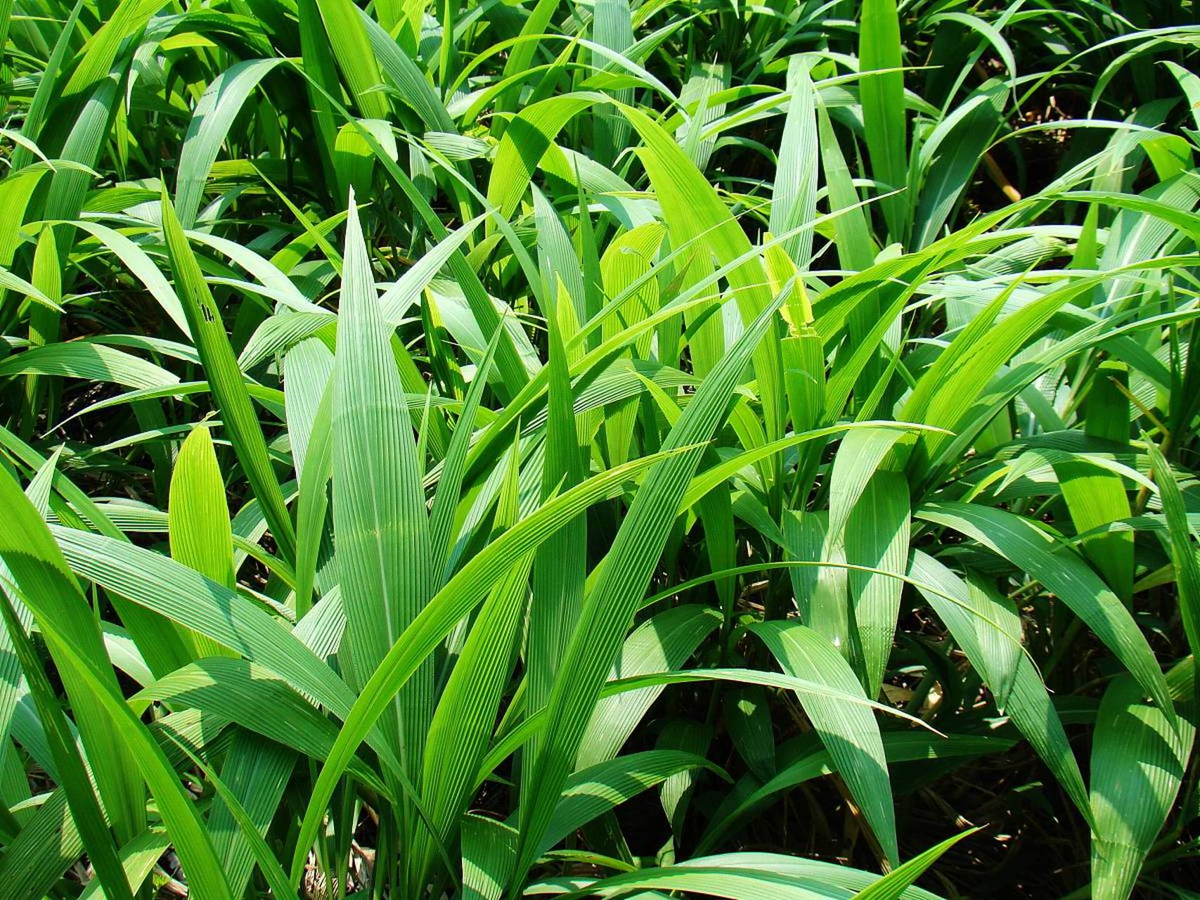 大叶仙茅,是一种富有神秘色彩的植物.