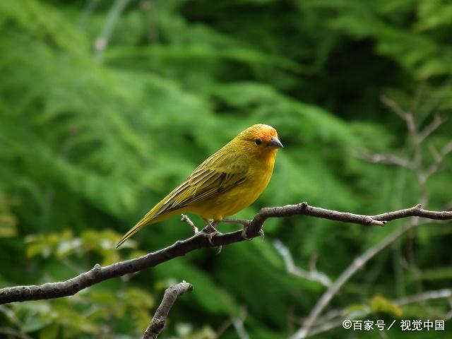 纯种绿桂皮芙蓉鸟图片
