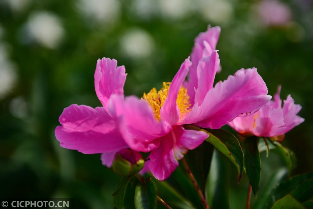 四川中江:人间四月 芍药花开