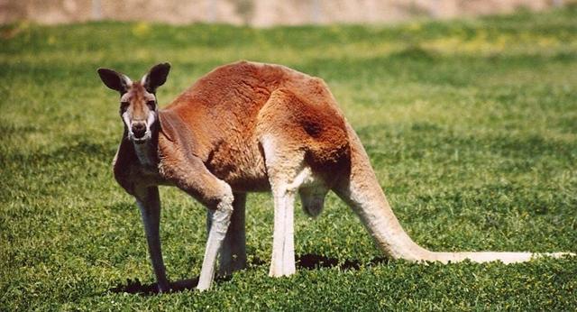 美国动物园里逃跑的袋鼠被捕获