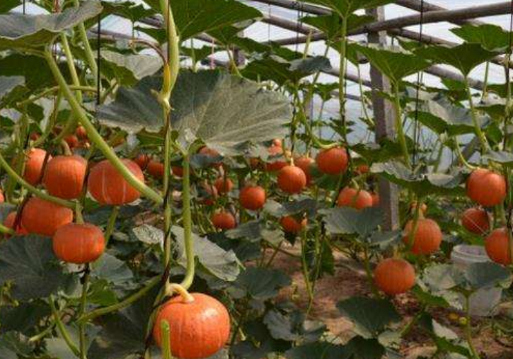 南瓜- 热门商品专区