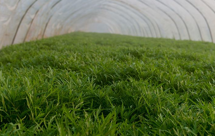 恩恩说种植,关于芦蒿的种植方法