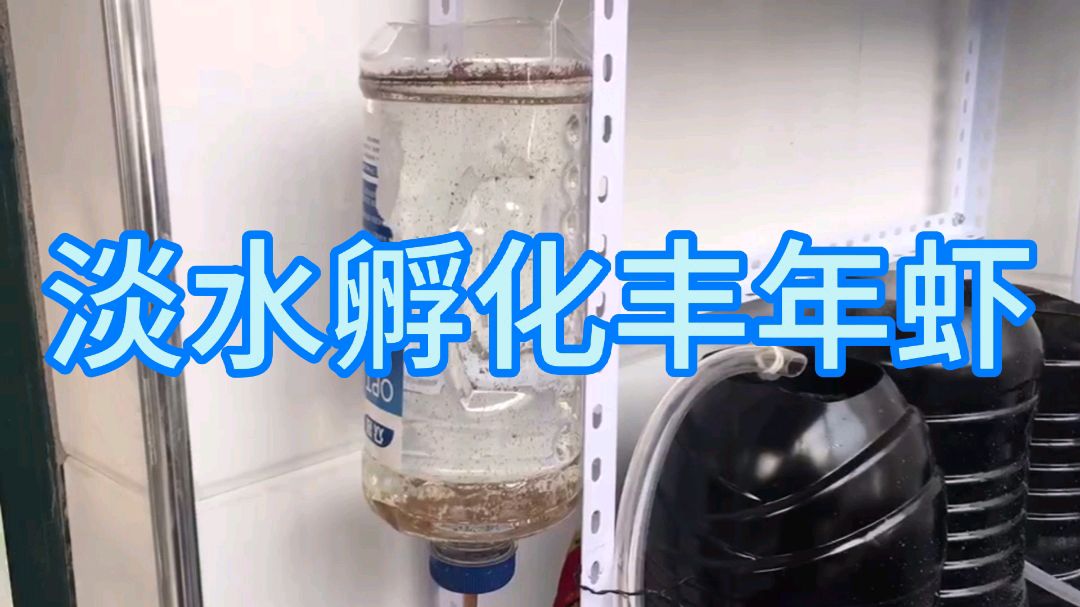 丰年虾在淡水不能活吗,淡水孵化丰年虾,看结果就知道孵化率多少