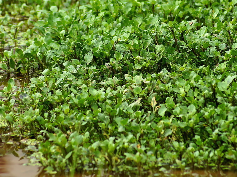 豐登聊三農:西洋菜利用價值高,種植不容易,這些種植方法要了解