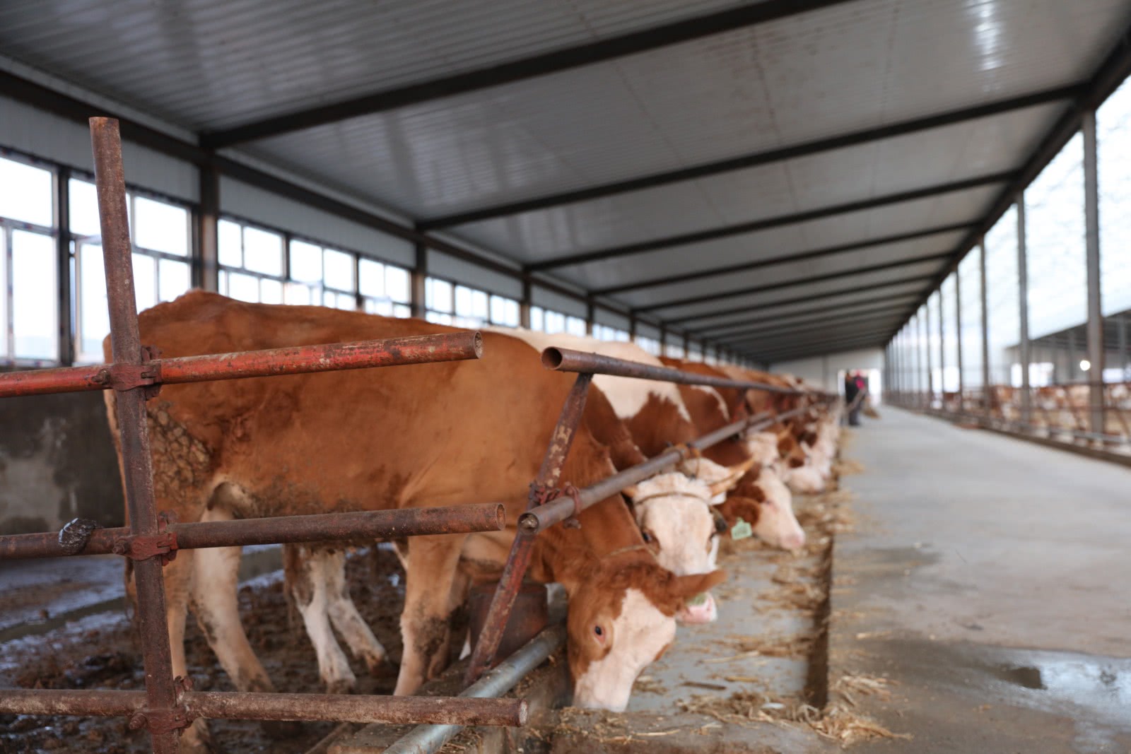 内蒙古农牧业生产进入"标准时代"