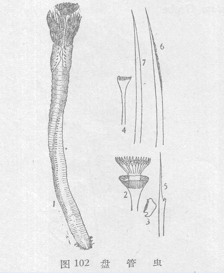 盘管虫你真的了解吗?盘管虫知识科普