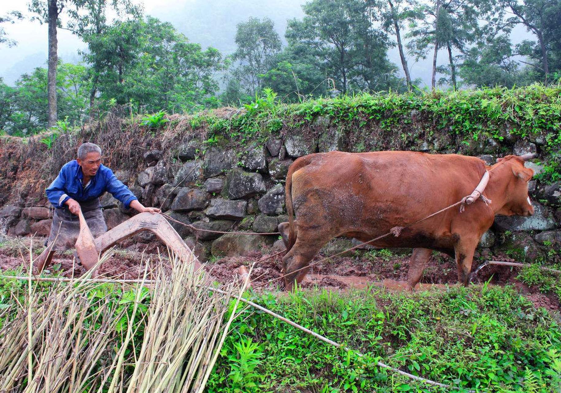 农村有一套预测年景的方法,按照灶马头推算,明年是二龙治水,十一牛
