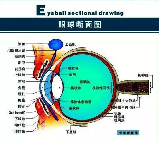 眼睛周围图解图片