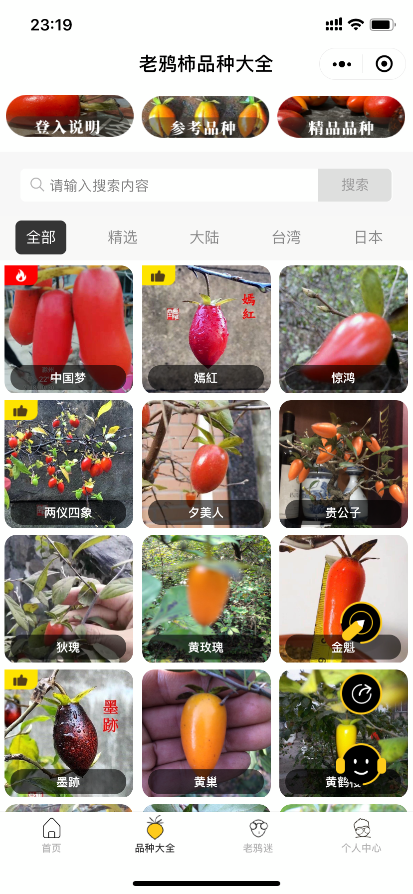 日本老鸦柿品种图册图片