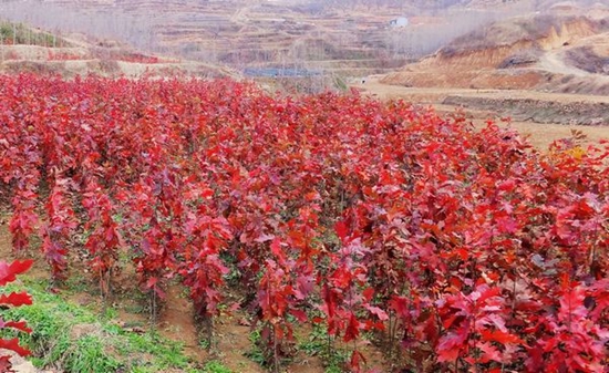 红橡树,一种北美城市观赏树种,其木材为何能横扫中国市场?