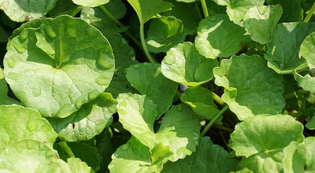 农村生长的野草人称"十八缺",适应性强,且有治疗痔疮的功效