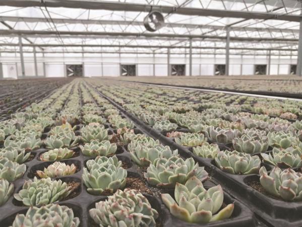 盐都台创园:精心描绘花卉富民新画卷