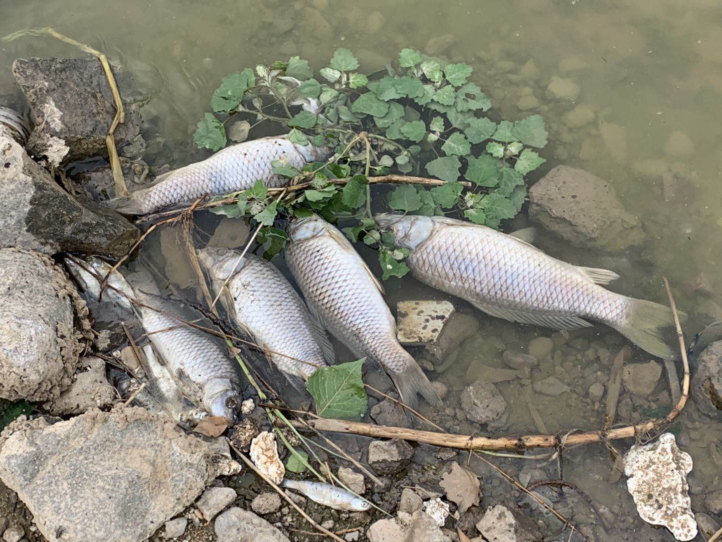 大雨过后,河边为何死鱼一片