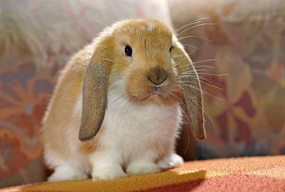 萌宠总动员:兔子,这些兔子真的太可爱了,想自己养一只兔子