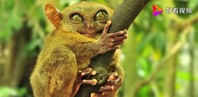 菲律宾国宝般的动物,一双大眼睛,丑萌丑萌的