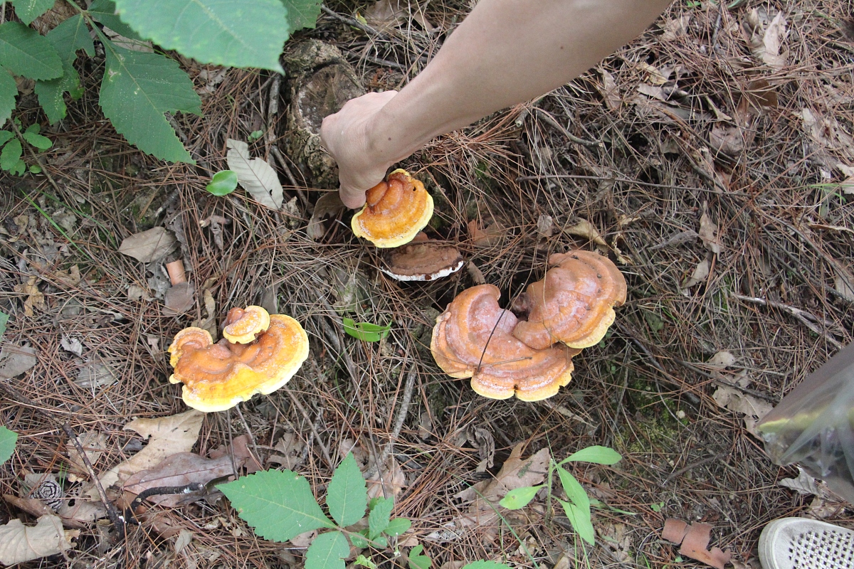 楚雄南华野生菌王国图片