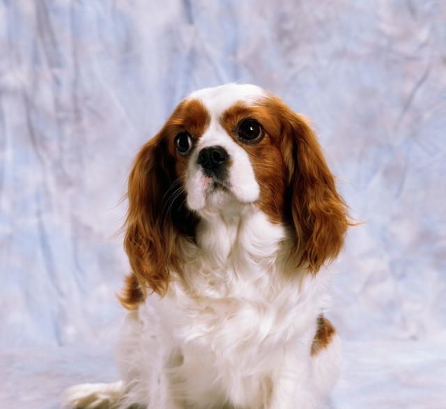 查理王 是很古老的品种,是一种活泼,文雅,匀称的玩具犬