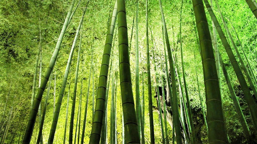 中国最美十大森林之蜀南竹海