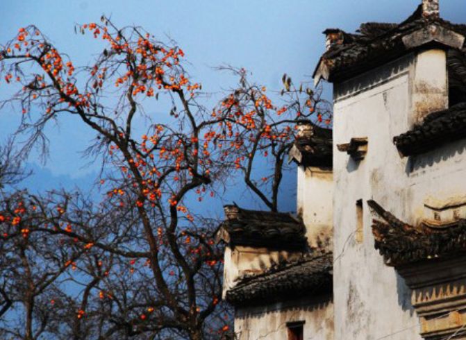 婺源,"柿"情画意染红了岁月!