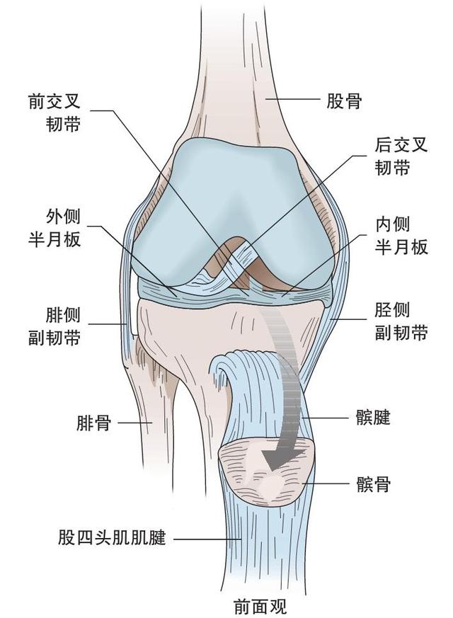 内侧副韧带解剖图片