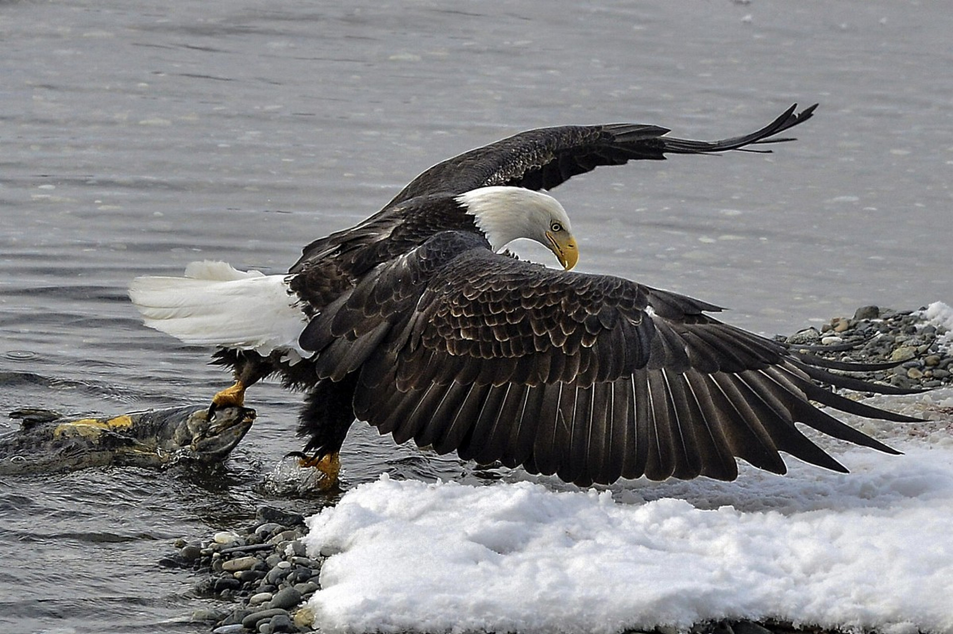白头海雕是一种大型猛禽,是鹰形目鹰科海雕属的鸟类.