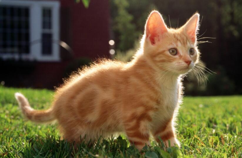 十二星座专属宠物:水瓶座超级可爱,双鱼座想象不到