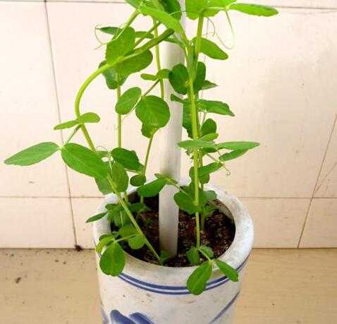阳台种菜,丢一把豌豆在盆里,20天长成好看的盆栽,好吃又美观