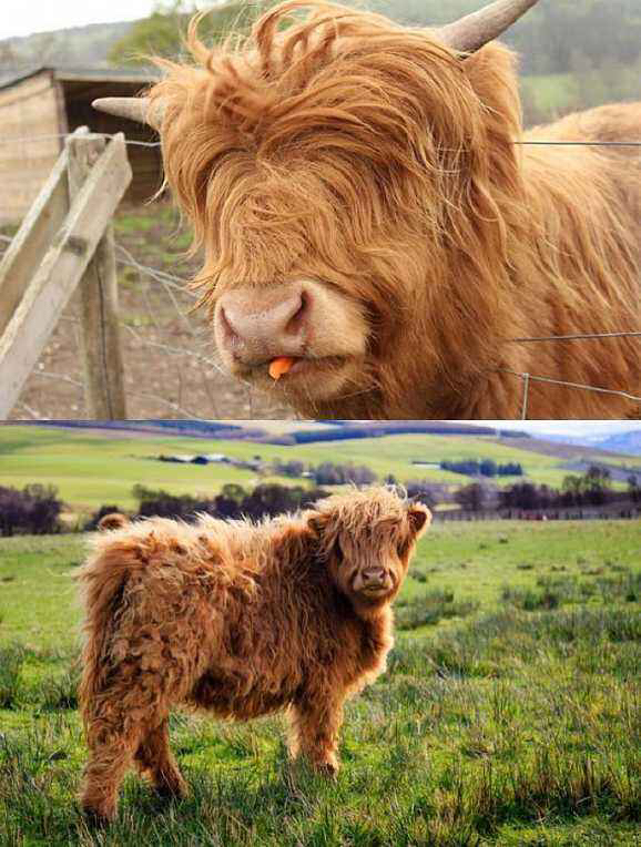 你见过能当宠物养的牛么