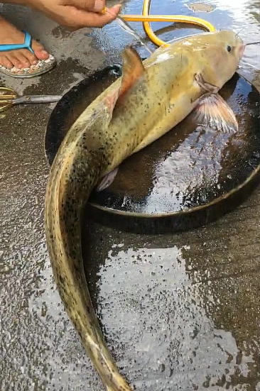 初看以为黄辣丁能够随便吃得到 网友:马尾鱼 一千买不到一条