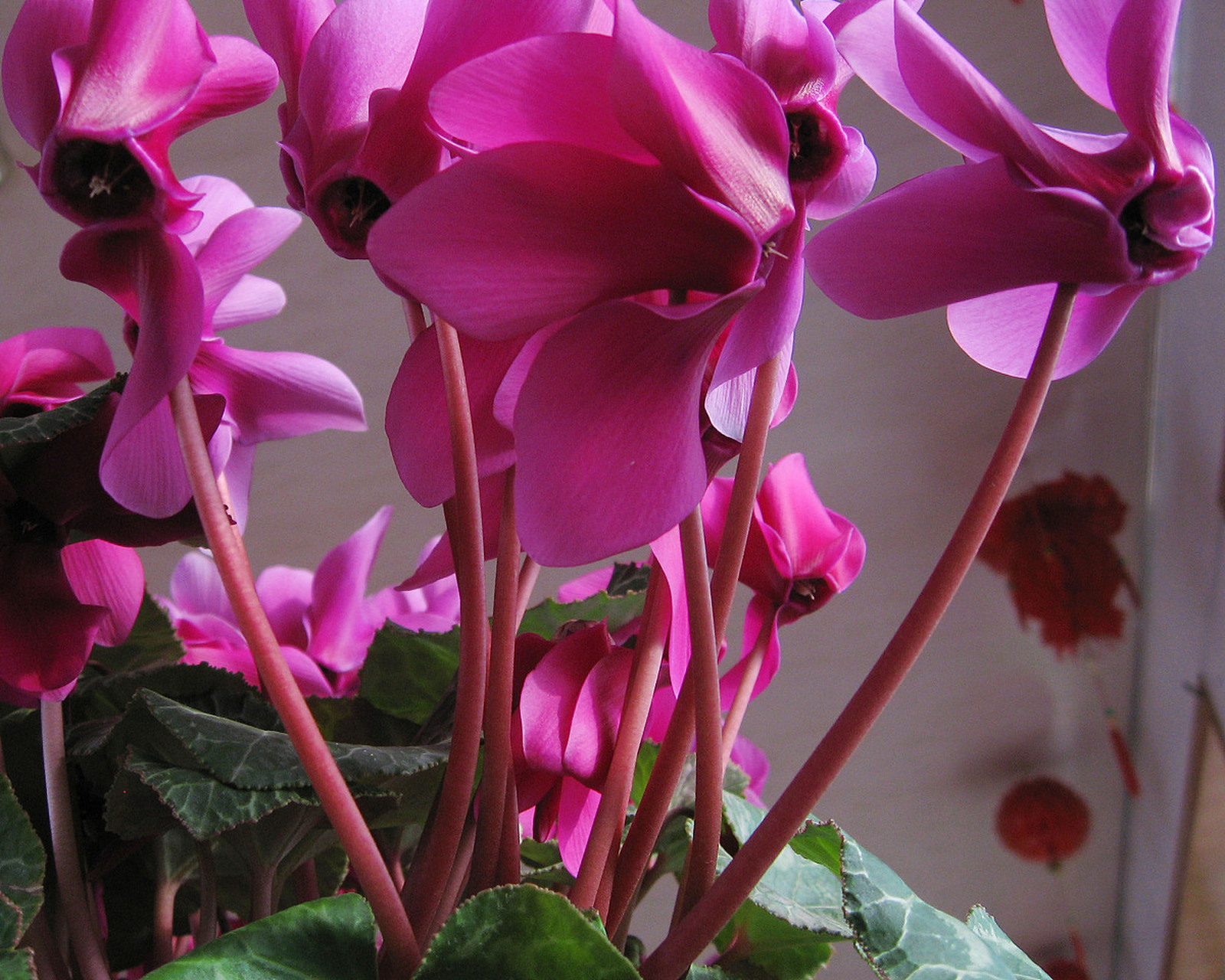 回家马上进厨房  6.一生只睡一张床  7.一心一意只为家