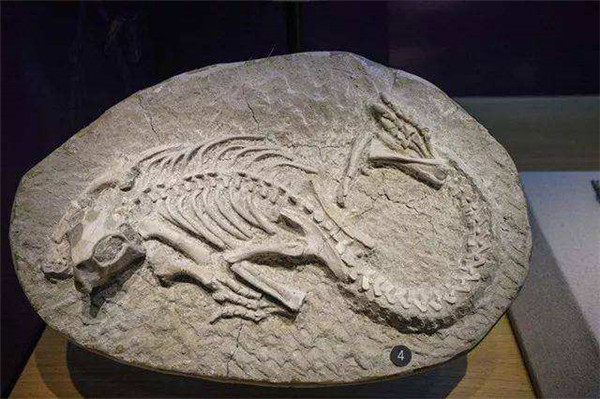 动物肉软组织化石图片