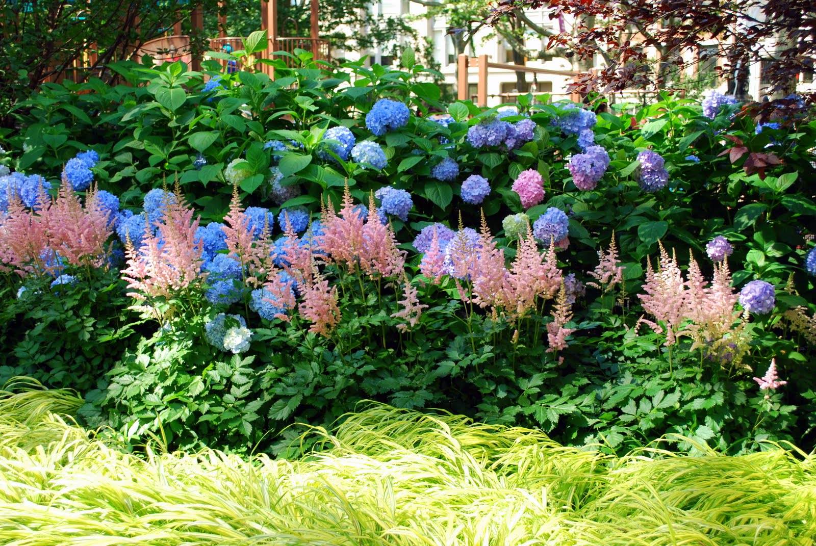 一花一世界,一叶一菩提——奇花异草落新妇,花语文化栽培技术