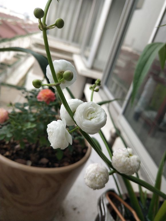 今天才知道,原来慈姑会开花啊,这种重瓣花慈姑,真的太美了!