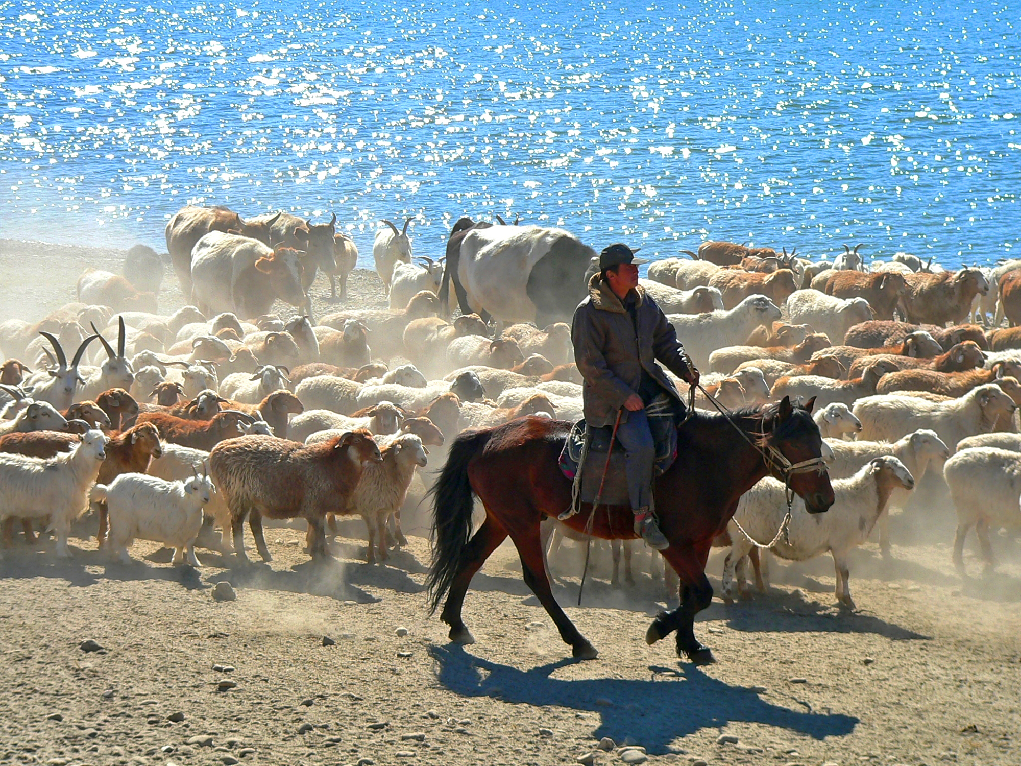 十一长假行摄新疆,在布尔津巧遇哈萨克牧羊人的秋季转场