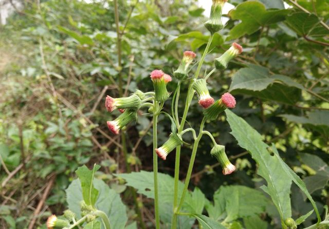 野茼蒿和蒲公英最相似的花,并且可以食用,行气养生