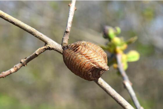 农村常见的螳螂卵有什么用途?