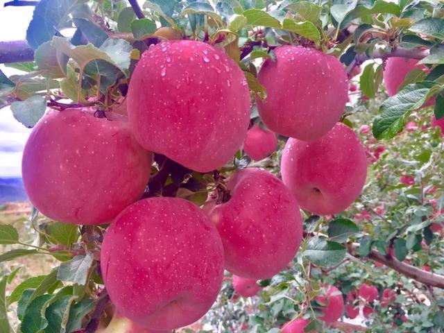 "跟晚报go"静宁富硒苹果上新,每个都有"身份证"安全可追溯