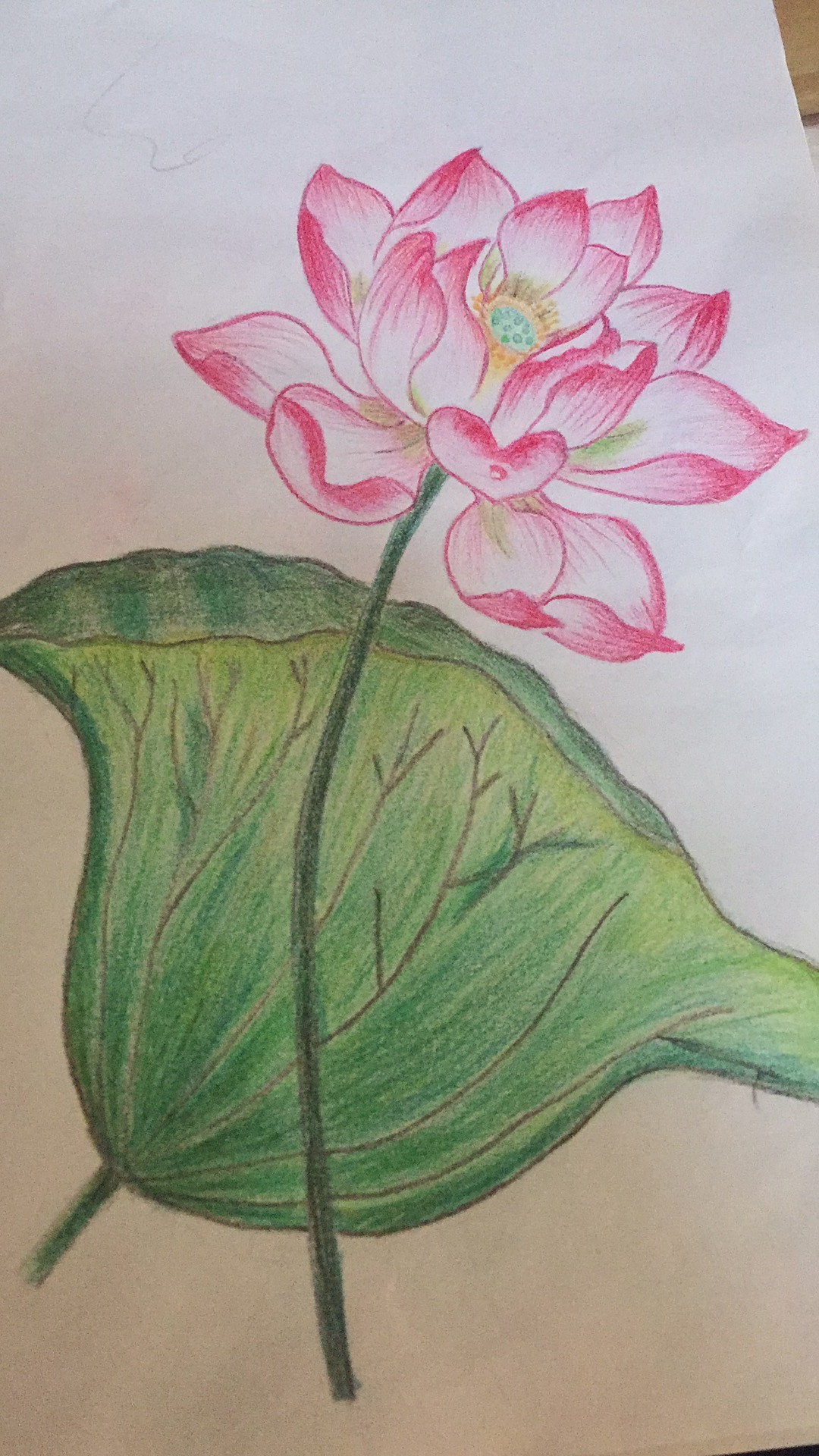 黄色牡丹花卉简笔画彩铅水溶性彩铅铅笔画