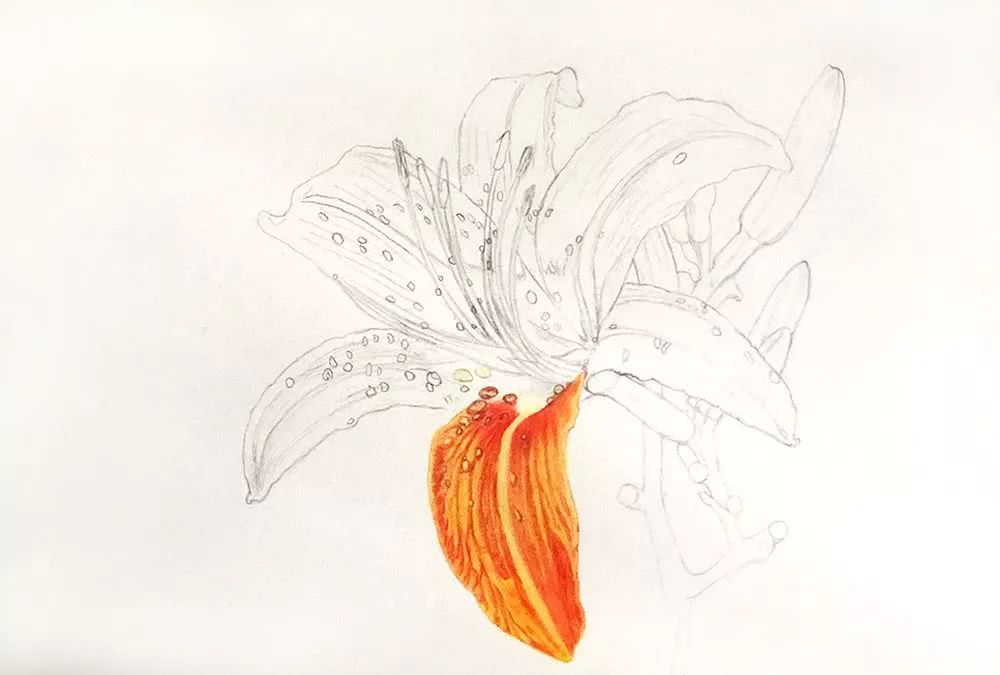 彩铅画《忘忧草》手绘过程分享