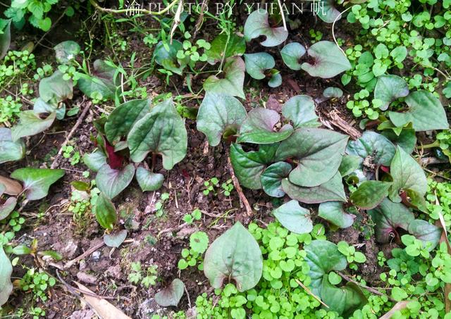 中国南方有种野菜既有人很喜欢,也有人极讨厌,却倍受中医推崇