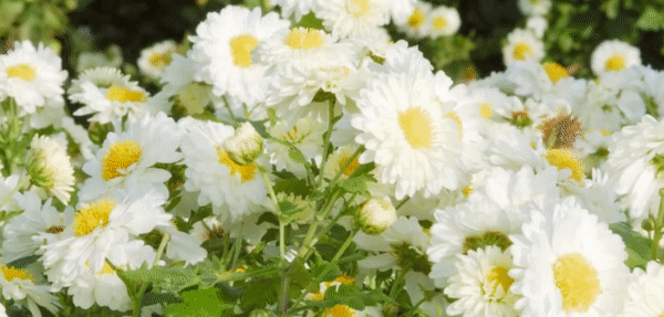 【技艺小档案】 匠人:曹鉴清,1962年生,浙江桐乡石