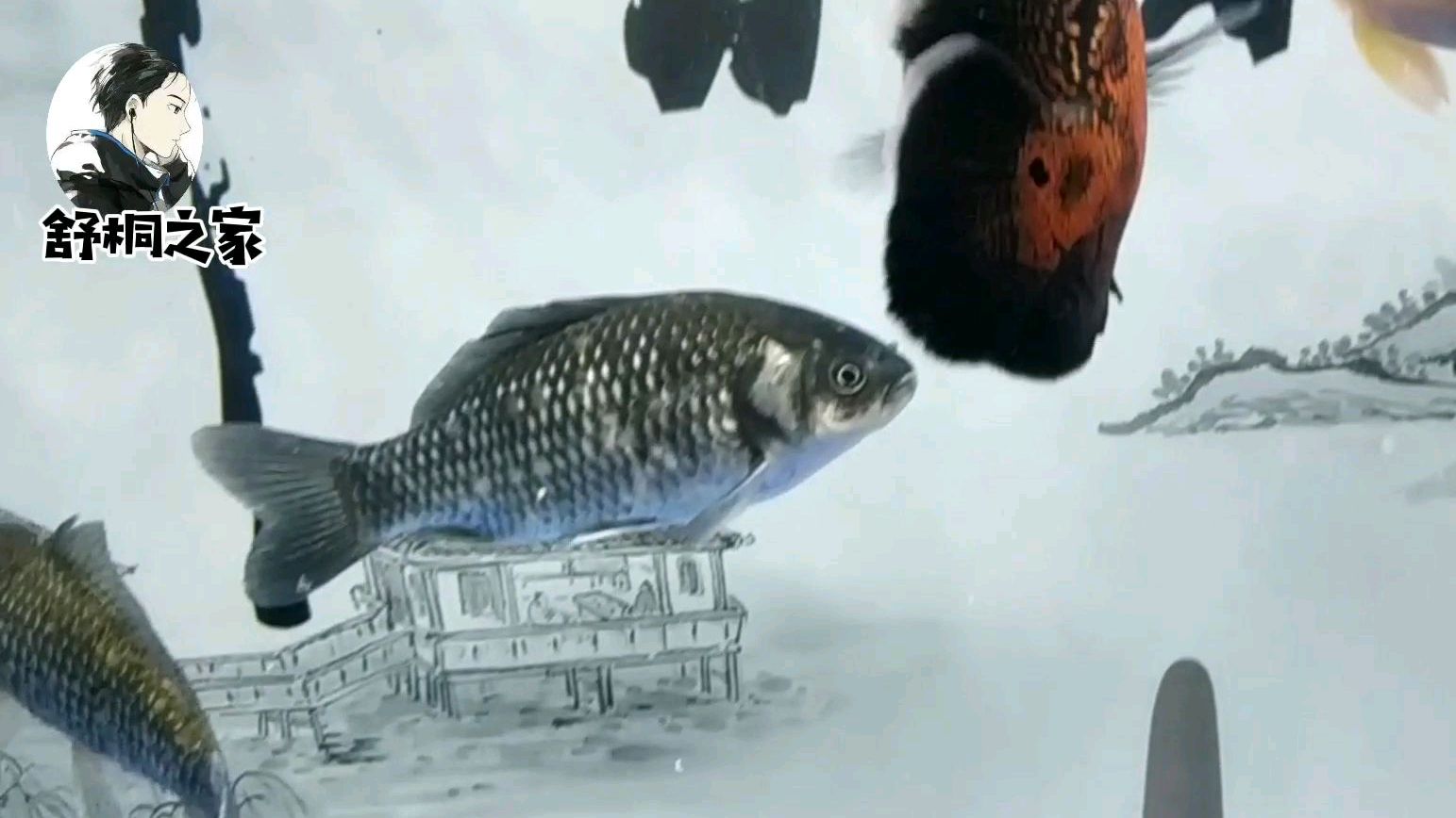 饲养观赏鱼心得记